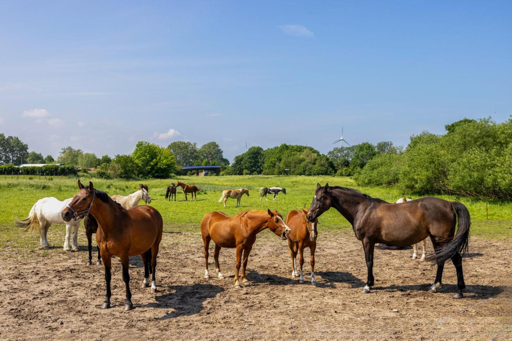 Ferienwohnung "Flori'S Ponyhof" Kropelin Ngoại thất bức ảnh